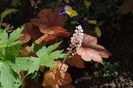 heucherella redstone falls