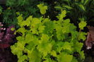 heuchera lime marmelade