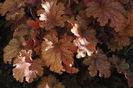 heuchera ginger peach