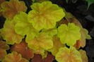 heuchera tiramisu