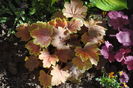 heuchera delta dawn