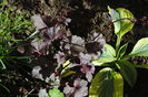 Heuchera ’Midnight Rose’