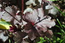 Heuchera ’Midnight Rose’