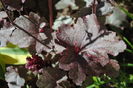 Heuchera ’Midnight Rose’