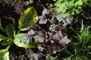 Heuchera ’Midnight Rose’