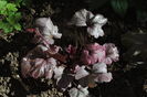 Heuchera Plum Royale