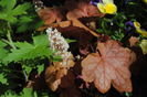 heucherella redstone falls