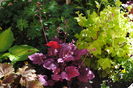 heuchera_Georgia_Plum