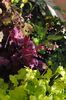heuchera_Georgia_Plum