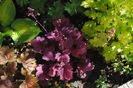 heuchera_Georgia_Plum