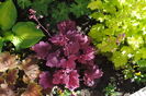 heuchera_Georgia_Plum