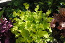 heuchera lime marmelade