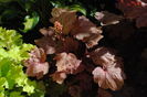heuchera vienna