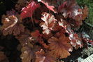 heuchera ginger peach