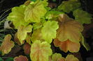 heuchera tiramisu