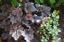 heuchera plum pudding