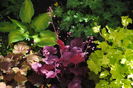 heuchera_Georgia_Plum