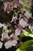 Heuchera ’Midnight Rose’