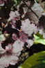Heuchera ’Midnight Rose’