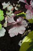 22 aprilie, Heuchera ’Midnight Rose’