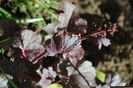 Heuchera ’Midnight Rose’