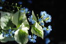 brunnera variegata