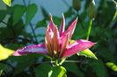 clematis Betty Risdon