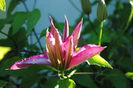 clematis Betty Risdon