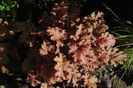 heuchera ginger peach