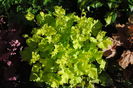 heuchera lime marmelade