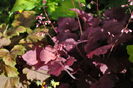 heuchera_Georgia_Plum