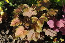 heuchera delta dawn