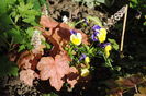 22 aprilie, heucherella redstone falls