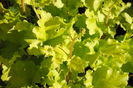 heuchera lime marmelade