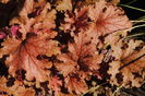heuchera ginger peach