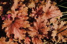 heuchera ginger peach