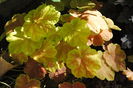 heuchera tiramisu
