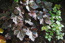 heuchera plum pudding