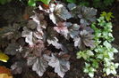 plum pudding+Lamium maculatum Beacon Silver