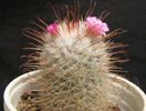 Mammillaria bombycina