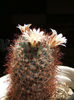 Mammillaria pointeri