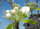Apple Blossom. Flori mar (2016, April 03)