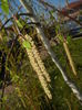 Betula pendula Youngii (2016, Apr.03)