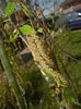 Betula pendula Youngii (2016, Apr.03)