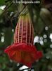 datura red 1.50 lei bucata