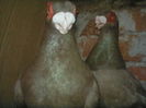 IMG_BERBERI  ( BARBS  )