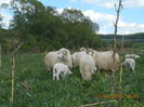 Picture 012