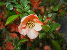 Chaenomeles japonica (2016, April 04)