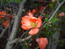 Chaenomeles japonica (2016, April 04)