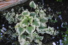 Brunnera macrophylla Variegata